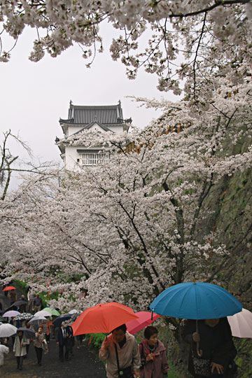 満開の桜の津山城小雨の中人の波・・